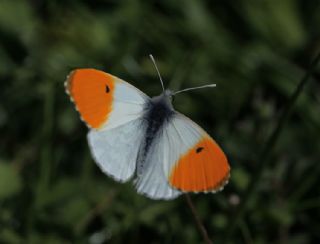 Turuncu Ssl (Anthocharis cardamines)