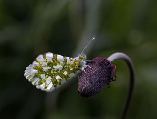 Turuncu Ssl (Anthocharis cardamines)