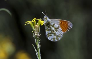 eytanck (Cigaritis acamas)