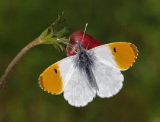 Turuncu Ssl (Anthocharis cardamines)