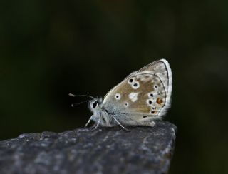 Pirene okgzls (Polyommatus pyrenaicus)