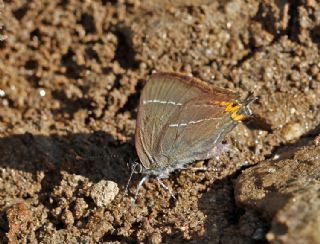 Karaaa Sevbenisi (Satyrium w-album)