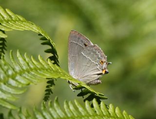 Mormee (Favonius quercus)