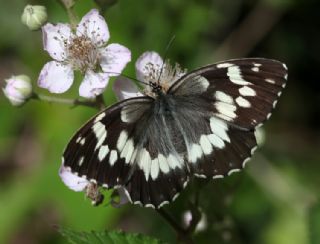 Kara Melike (Melanargia syriaca)