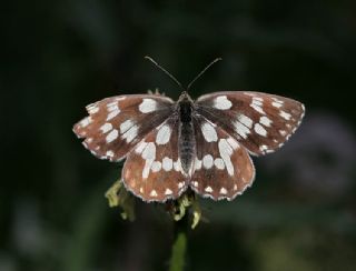 Orman Melikesi (Melanargia galathea)