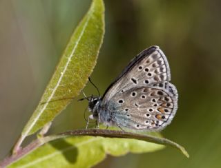 okgzl Hatay Mavisi (Polyommatus bollandi)