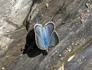 okgzl fikarmon (Polyommatus iphicarmon)