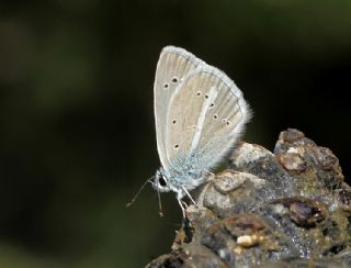 okgzl fikarmon (Polyommatus iphicarmon)