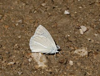 okgzl Teresya, Saimbeyli Mavisi (Polyommatus theresiae)