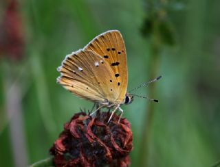 Orman Bakr Gzeli (Lycaena virgaureae)