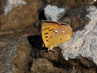 Orman Bakr Gzeli (Lycaena virgaureae)