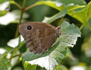 Kara Hayalet (Minois dryas)