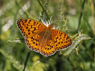 Gzel nci (Argynnis aglaja)