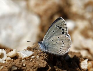 Anadolu Karagz Mavisi (Glaucopsyche astraea)