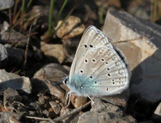 okgzl Edon Mavisi (Polyommatus aedon)