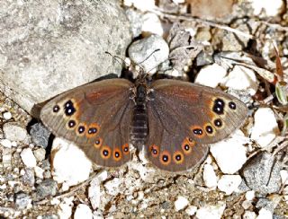 Uygur Gzelesmeri (Proterebia afra)