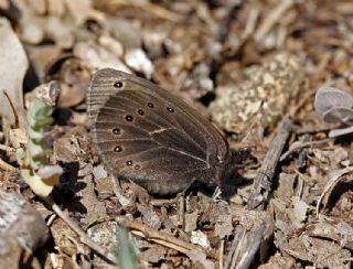 Uygur Gzelesmeri (Proterebia afra)