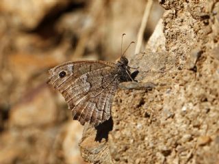 Anadolu Karamelei (Hipparchia fatua)