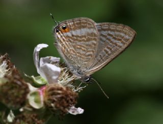 Lampides (Lampides boeticus)