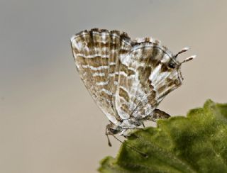 Sardunya Zebras, Geranyum Bronzu (Cacyreus marshalli)