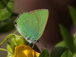 Byk Zmrt (Callophrys herculeana)