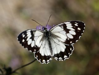 Akdeniz Melikesi (Melanargia titea)