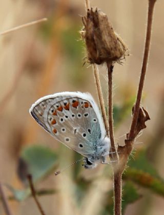 okgzl Mavi (Polyommatus icarus)