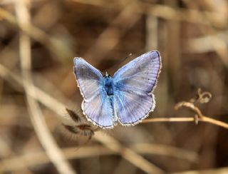 okgzl Mavi (Polyommatus icarus)