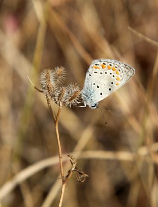 okgzl Mavi (Polyommatus icarus)