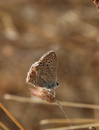 okgzl Mavi (Polyommatus icarus)