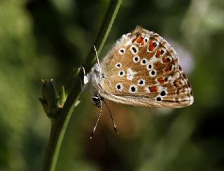 okgzl illimavi (Polyommatus coridon)