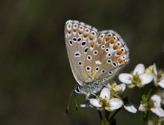 okgzl Gk Mavisi (Polyommatus bellargus)
