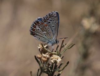 okgzl Gk Mavisi (Polyommatus bellargus)