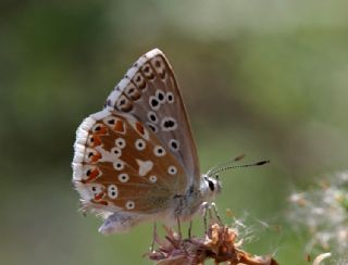 okgzl Yalanc illi Mavi (Polyommatus corydonius)