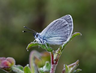 Karagz Mavisi (Glaucopsyche alexis)
