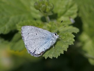 Kutsal Mavi (Celastrina argiolus)