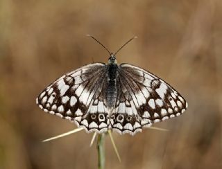 Anadolu Melikesi (Melanargia larissa)