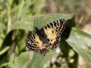 Orman Fistosu (Allancastria  cerisyi)