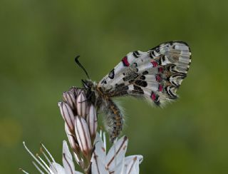 Orman Fistosu (Allancastria  cerisyi)