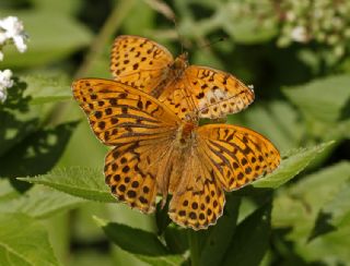 Cengaver (Argynnis paphia)