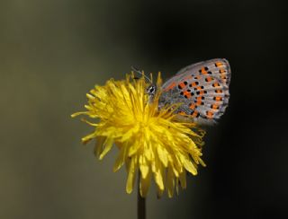 Akbes Gelincii (Tomares nesimachus)