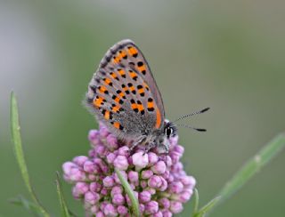 Akbes Gelincii (Tomares nesimachus)