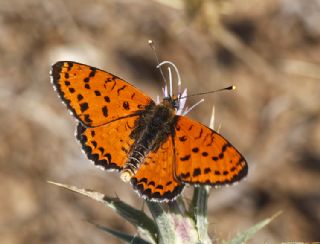 Benekli parhan (Melitaea didyma)