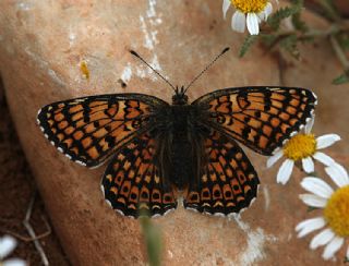 parhan (Melitaea cinxia)