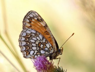 Amannisa (Melitaea athalia)