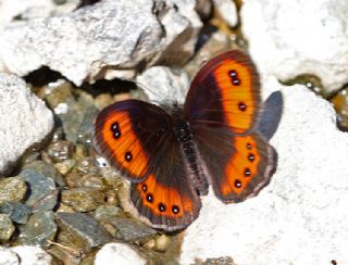 sko Gzelesmeri (Erebia aethiops)