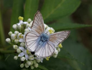 okgzl Anadolu Beyaz (Polyommatus menalcas)