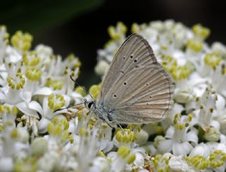 okgzl Anadolu Beyaz (Polyommatus menalcas)
