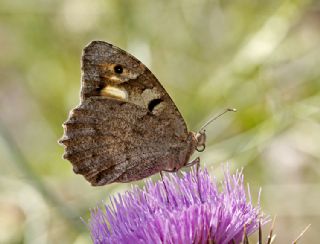 Cad (Chazara briseis)