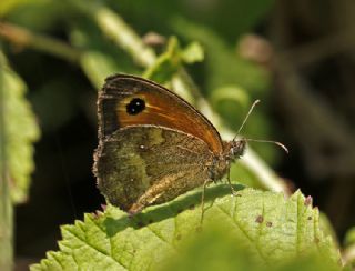 Pironiya (Pyronia tithonus)